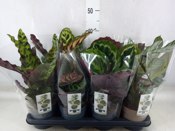 <h4>Calathea   ...mix 4</h4>