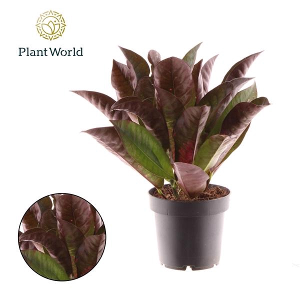 <h4>Codiaeum variegatum kleinbladig 'Mrs Iceton'</h4>