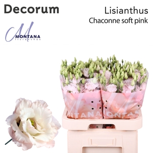 Lisianthus Chaconne soft pink 70cm