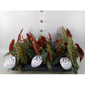 Begonia maculata