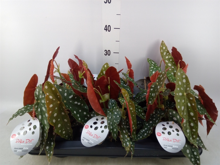 <h4>Begonia maculata</h4>