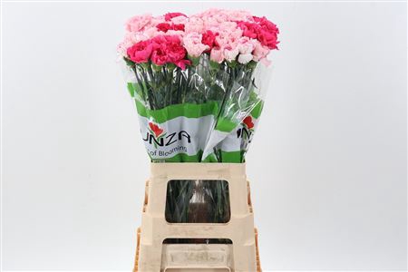 <h4>DI ST RAINBOW PINK</h4>
