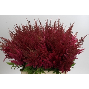 Astilbe Ar Else Schluck
