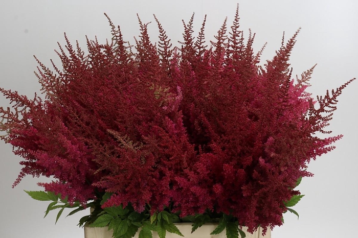 <h4>Astilbe Ar Else Schluck</h4>
