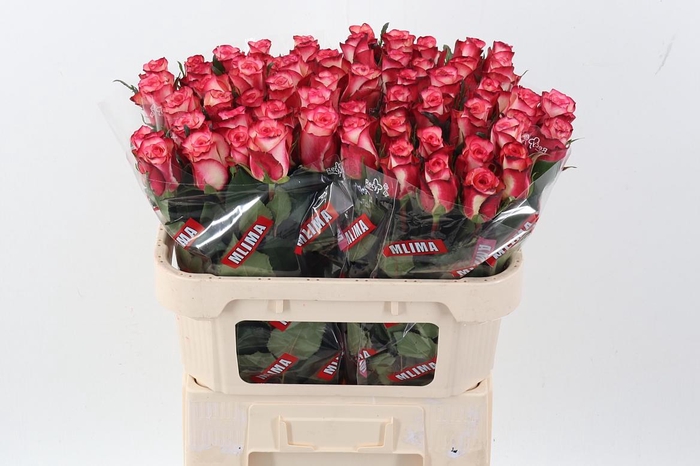 <h4>R Gr Spark Condor</h4>