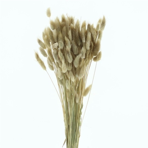 Dried Lagurus Naturel Bs (nl) 100 Gram (sleeve)