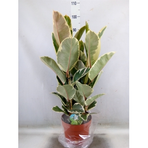 Ficus elastica 'Tineke'
