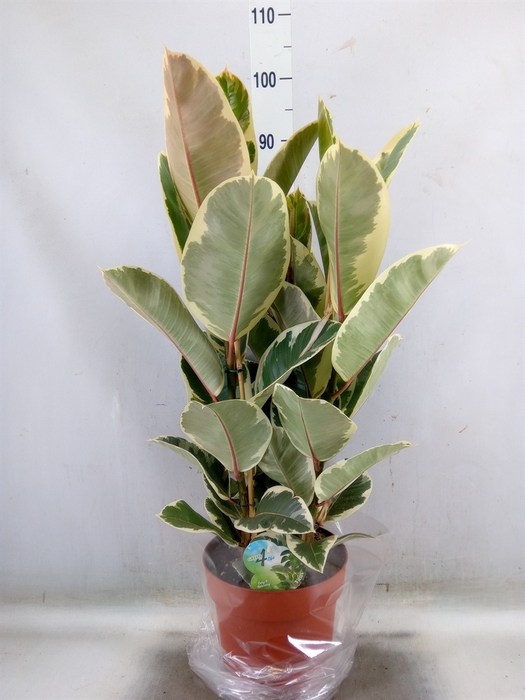 <h4>Ficus elastica 'Tineke'</h4>