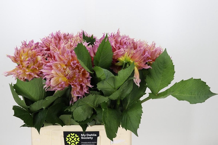 Dahlia Omega