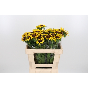 Rudbeckia Hi Sputnik