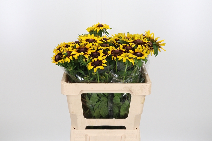 <h4>Rudbeckia Hi Sputnik</h4>