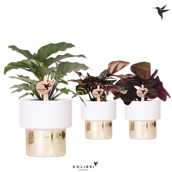 <h4>Kolibri Greens Calathea mix in Lush pot gold</h4>