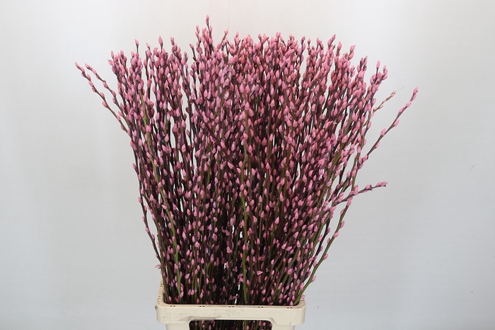 <h4>Salix Caprea Snow Flake P. Light Pink</h4>