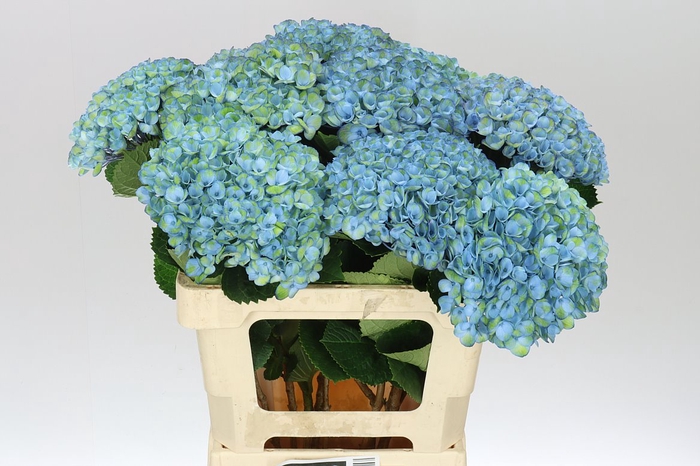<h4>Hyd Revolution Blue</h4>