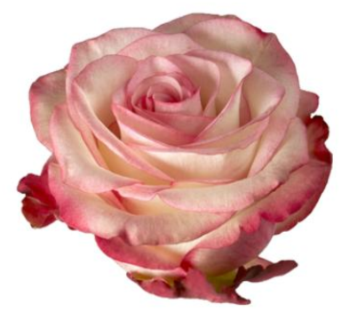 R Gr Paloma Bicolor 60cm EC