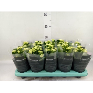 Kalanchoe blos. 'Serenity Silk'