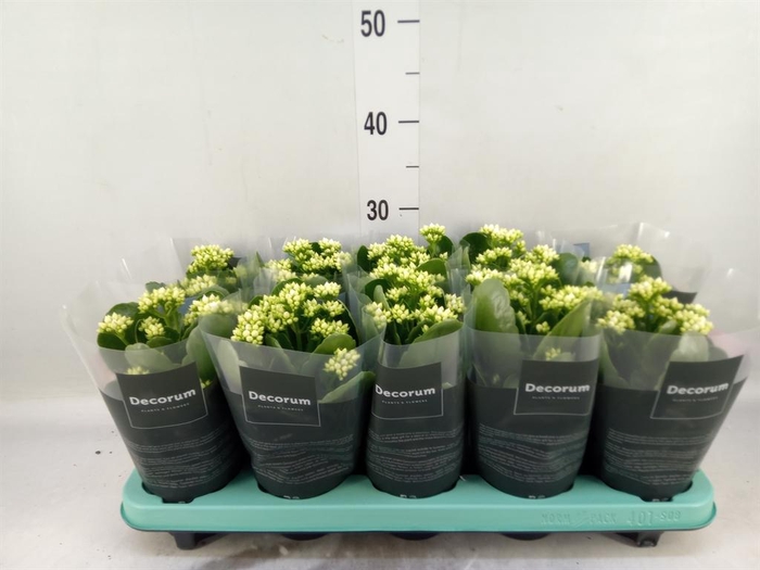 <h4>Kalanchoe blos. 'Serenity Silk'</h4>