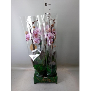 Phalaenopsis   ...rose