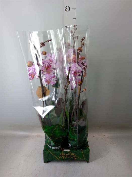 <h4>Phalaenopsis   ...rose</h4>