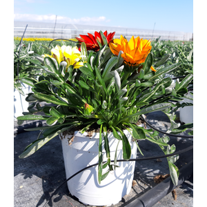 Gazania gemengd