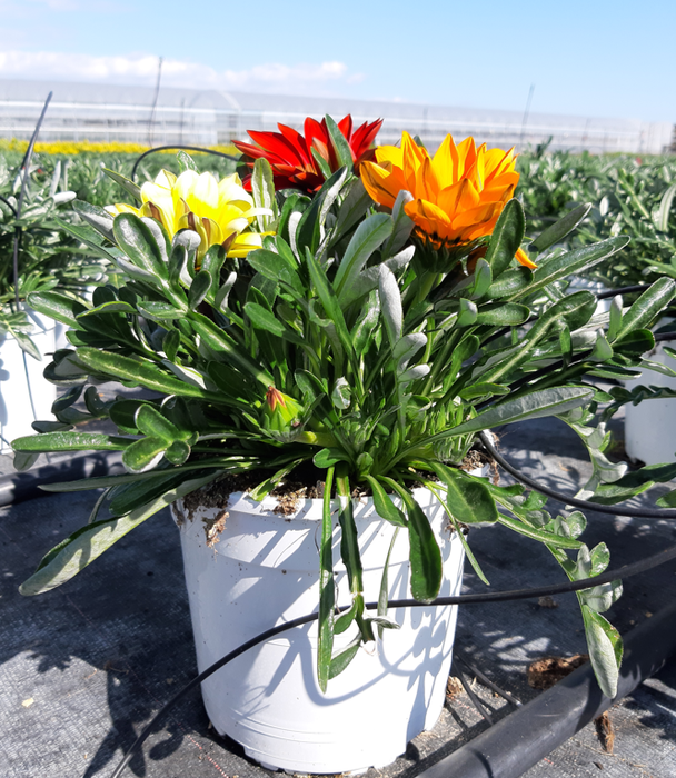 <h4>Gazania gemengd</h4>