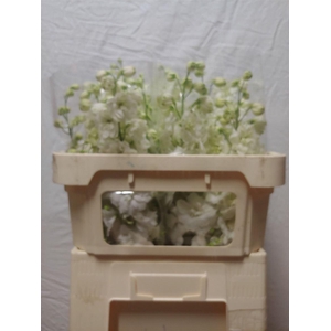 Delph Du Centu White