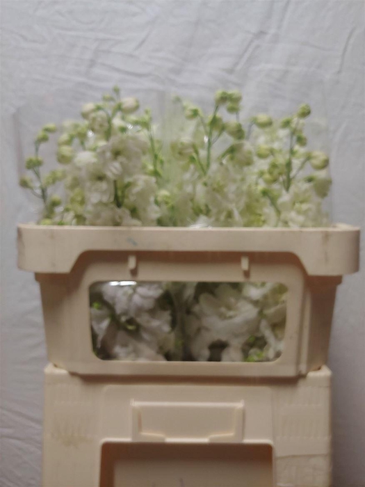 <h4>Delph Du Centu White</h4>