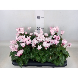 Cyclamen KL 'Metis Victoria Outsta'