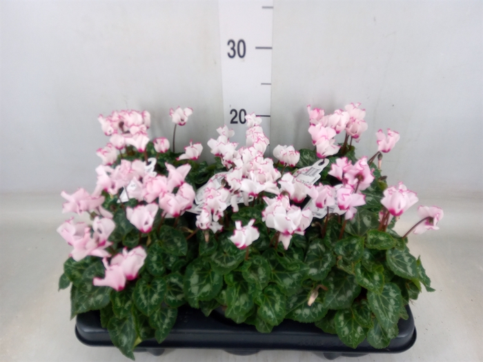<h4>Cyclamen KL 'Metis Victoria Outsta'</h4>