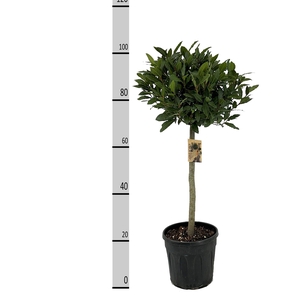 LAU NOBILIS