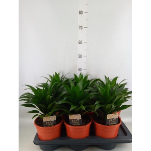 Dracaena frag. 'Compacta'