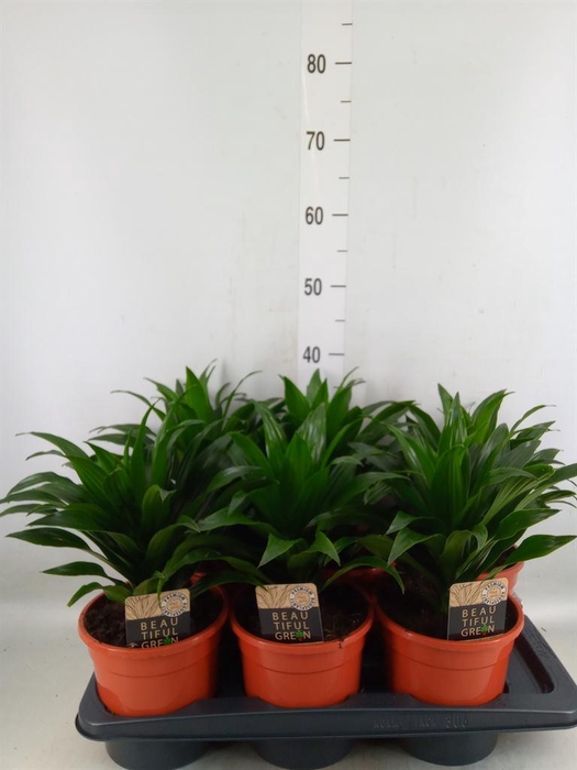 <h4>Dracaena frag. 'Compacta'</h4>