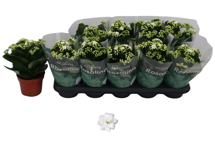 <h4>KAL GE DON DIONE</h4>