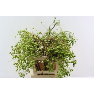 Lilac De Chine 60cm P Stem
