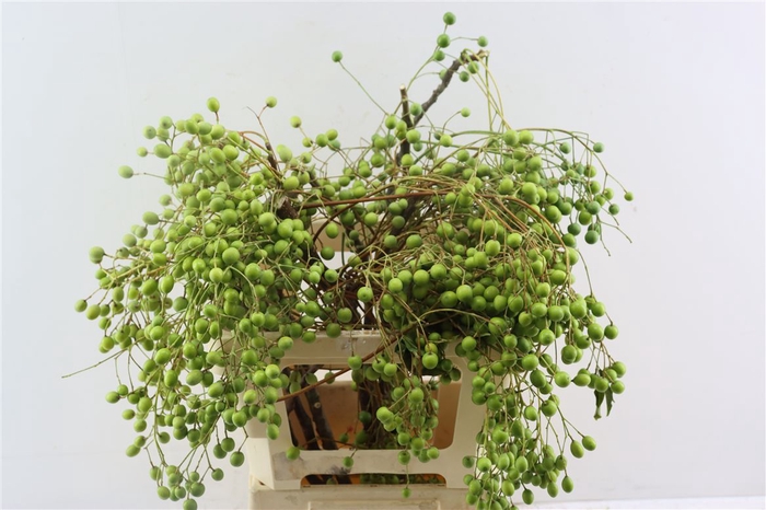 <h4>Lilac De Chine 60cm P Stem</h4>