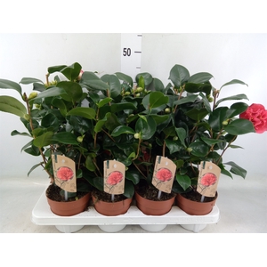 Camellia japonica 'Dr King'