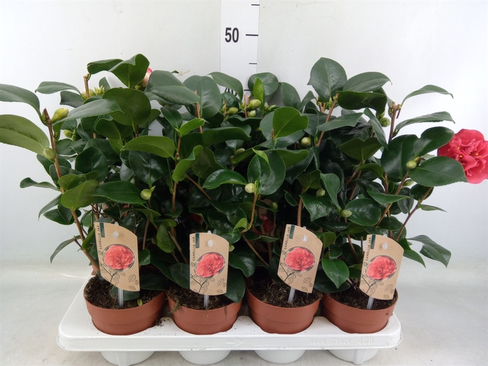 <h4>Camellia japonica 'Dr King'</h4>