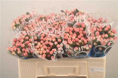 <h4>Hyp Coco Tiamo</h4>