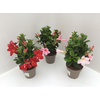 Dipladenia mix
