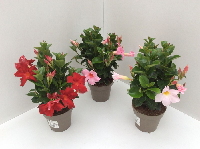 Dipladenia mix