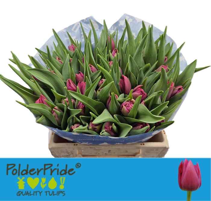 <h4>TU DU COGNAC</h4>