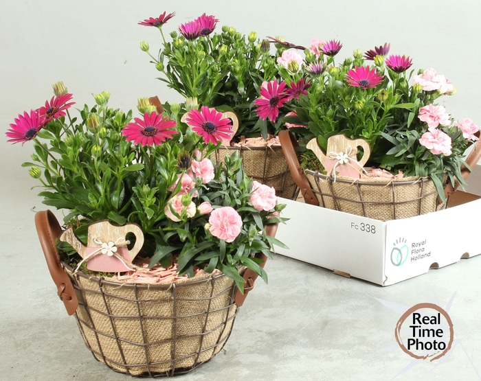 <h4>ARR TUINPLANTEN</h4>