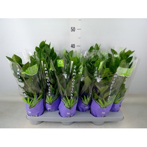 Zamioculcas zamiifolia