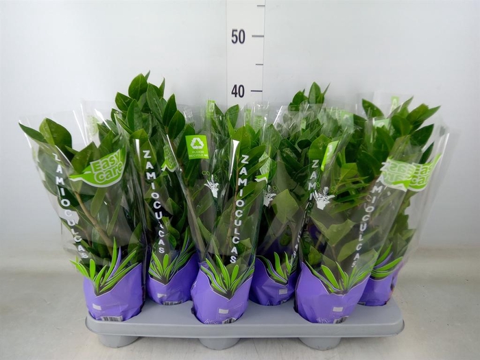 <h4>Zamioculcas zamiifolia</h4>