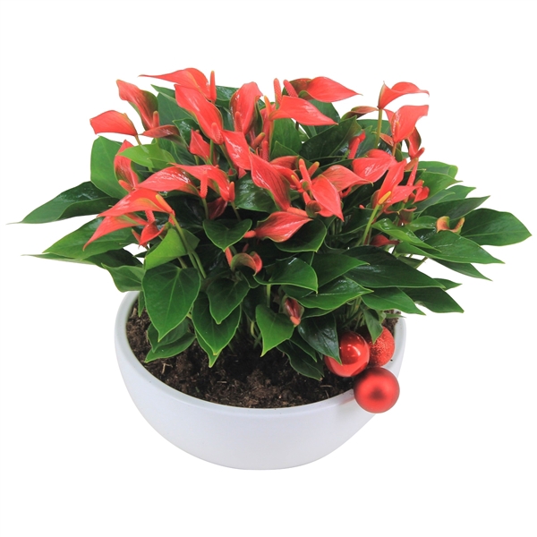 <h4>Anthurium XL.67 Trillions Red 26cm in witte keramieken schaal met kerstbijsteker</h4>