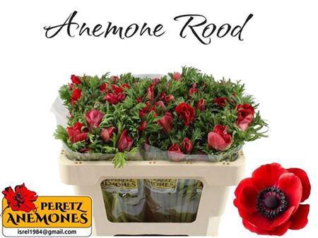 <h4>Anem Co Galil Rood</h4>