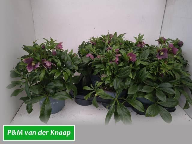 <h4>HELL VIV VICTORIA</h4>