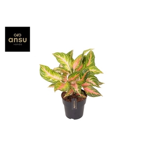 Aglaonema Eyecatcher