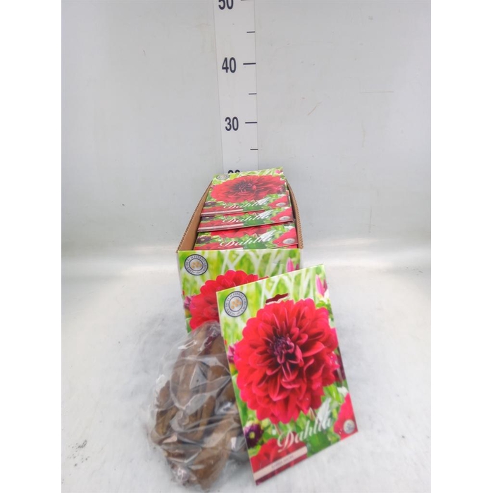 <h4>Dahlia   ...flowerbulbs</h4>