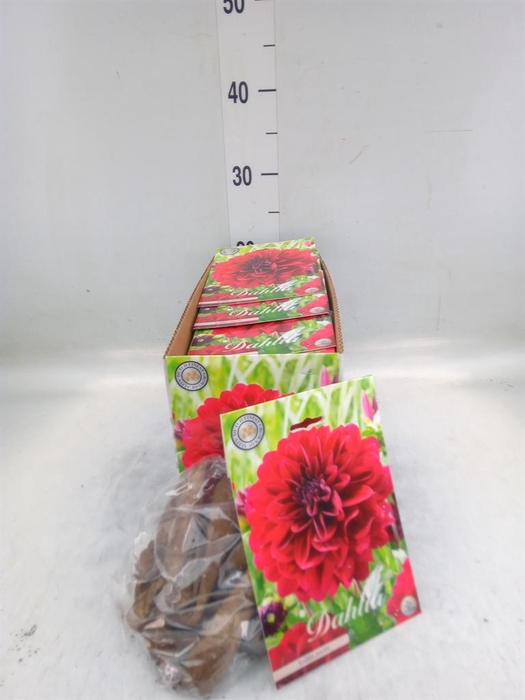 <h4>Dahlia   ...flowerbulbs</h4>